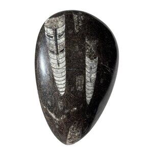 Polished Orthoceras  Silurian fossil cabochon rock/stone Paperweight